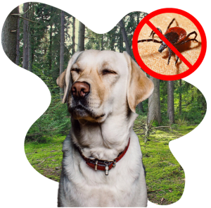 Does Your Dog Really Have Lyme Or Need Anti-biotics?