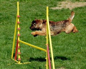 agility dogs,vitality,hmdm,balance