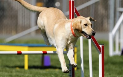 How To Improve Your Dog’s Performance in Agility