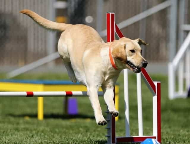 How To Improve Your Dog’s Performance in Agility