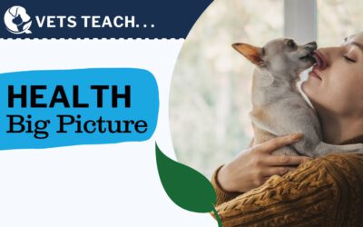 Confused About Your Pet’s Symptoms, and Maybe Even Your Own? Gain Clarity With a Big Picture Perspective