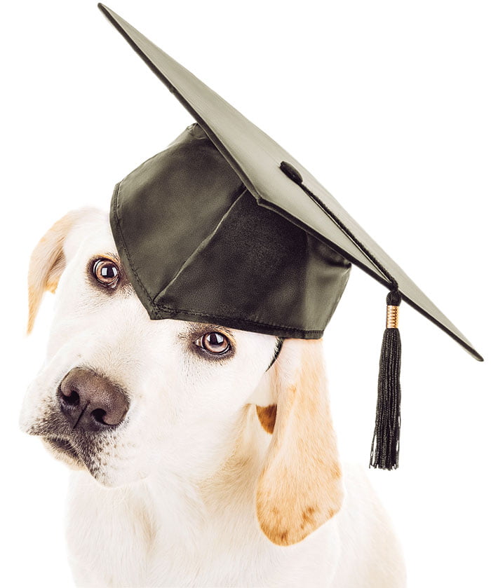 doggraduation