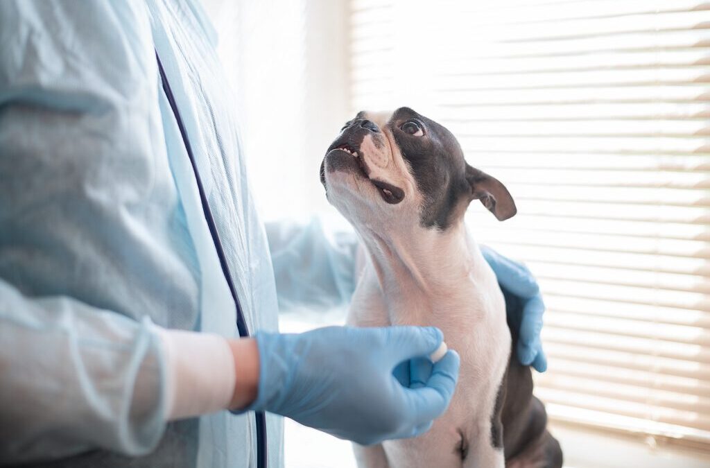 Confused About Your Pet’s Symptoms, and Maybe Even Your Own? Gain Clarity With a Big Picture Perspective