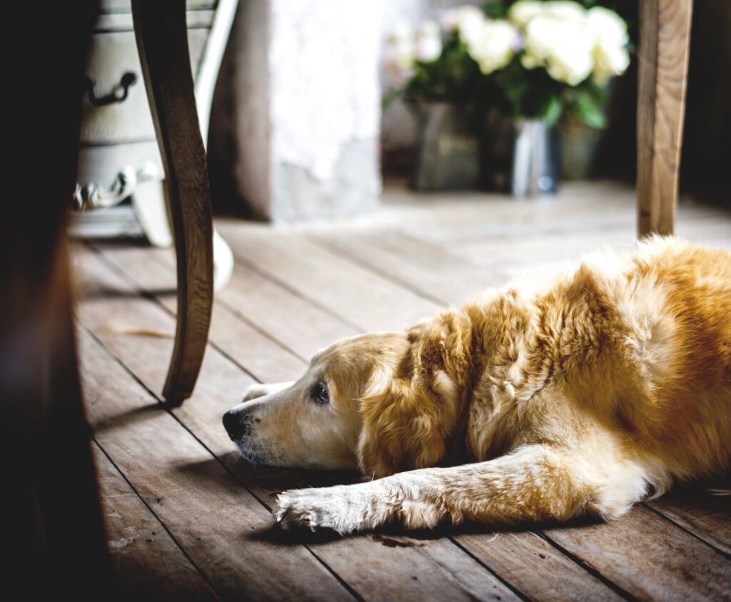 Golden Retriever Dog Laying on The Wooden Floor