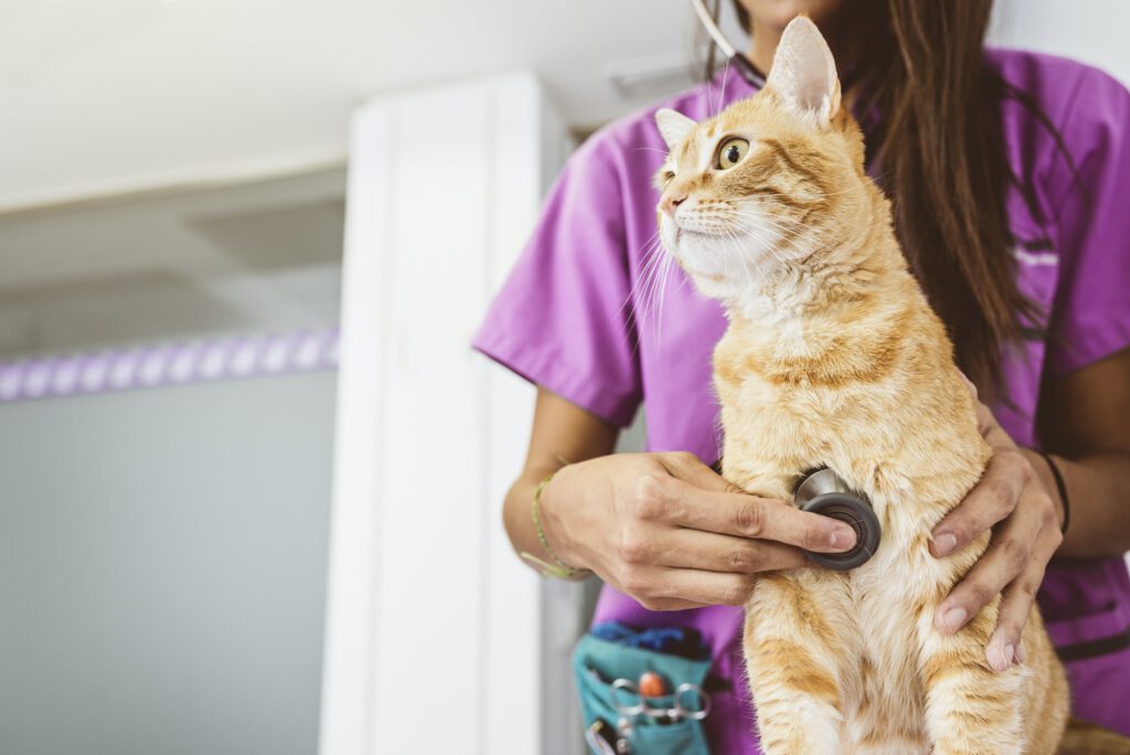 Veterinarian doctor is making a check up of a cute beautiful cat.