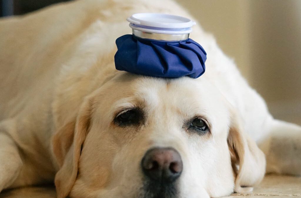 More About Using Your Pet’s Symptoms to Help Health Challenges