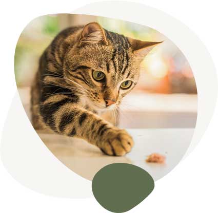 HA-fundamentals-1-cat