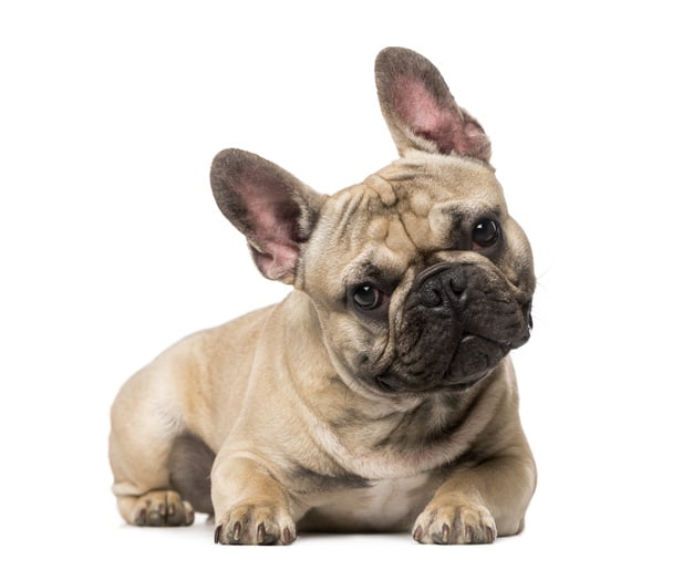 french-bulldog-isolated-white_191971-18685