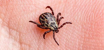 LYME-course-libr-thumb