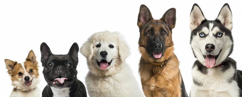 adopt a dog, dog breeds