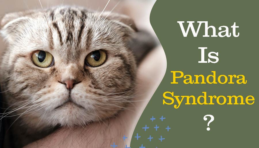 cystitis, cat urinary, holistic pet care