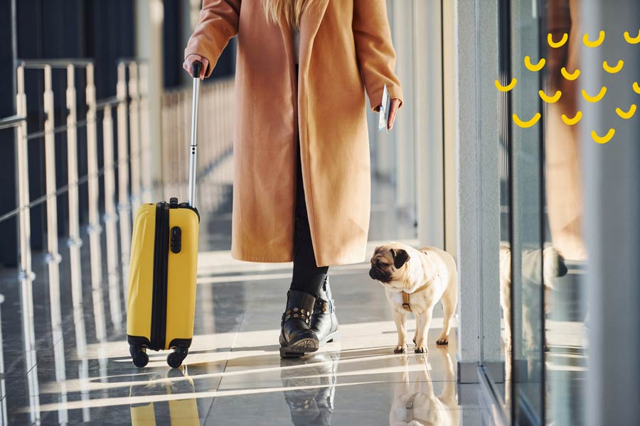 travel with pets, fly with dog, fly with cat