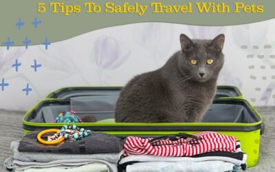 How to Safely and Happily Travel With Your Pet: Five Steps for an Adventure of a Lifetime!
