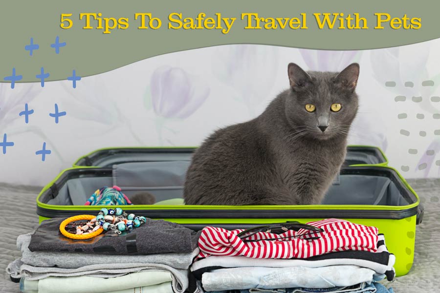 travel with pets, flying with cat, pet hotels