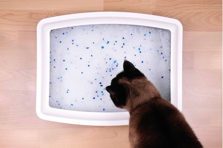 urinary problems, cystitis, cat urinary, litter box, holistic pet care