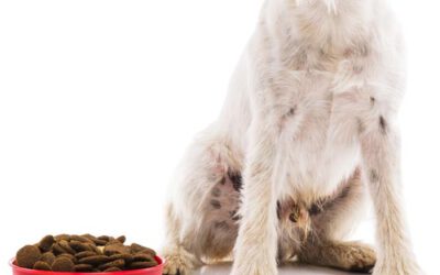 Dog Journal