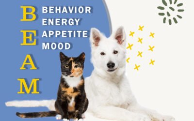 How to Optimize Your Pet’s Quality of Life Using BEAM