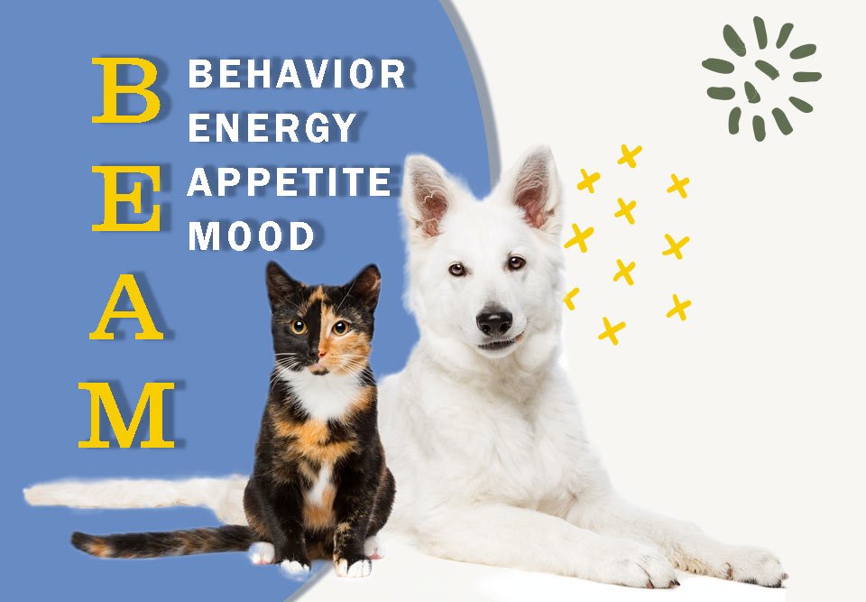 beam, behavior, appetite, mood, pet care