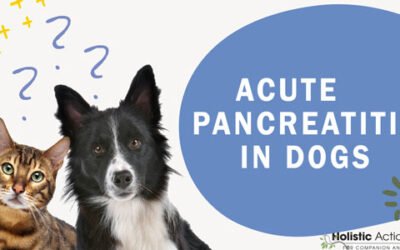 What Causes Acute Pancreatitis In Dogs