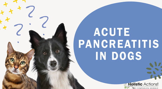 pancreatitis in dogs, holistic actions