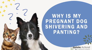 FAQ: Why Is My Pregnant Dog Shivering And Panting?