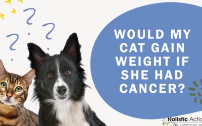 FAQ: Would My Cat Gain Weight if She Had Cancer?