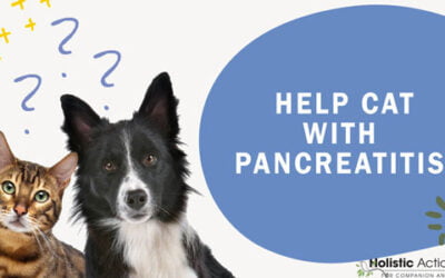 FAQ: How Can I Help My Cat With Pancreatitis