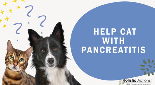 Pancreatitis in cats, holistic actions