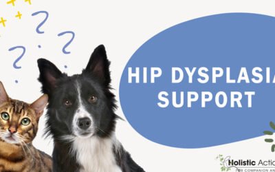 How Can I Help My Dog With Hip Dysplasia Feel More Comfortable?