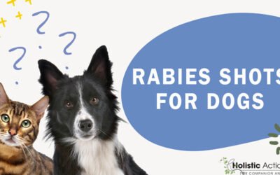 How Often Do Dogs Need Rabies Shots?