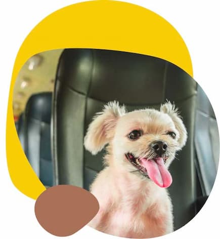 HA_home_about holistic action, Dr. Jeff Feinman, holistic pet care
