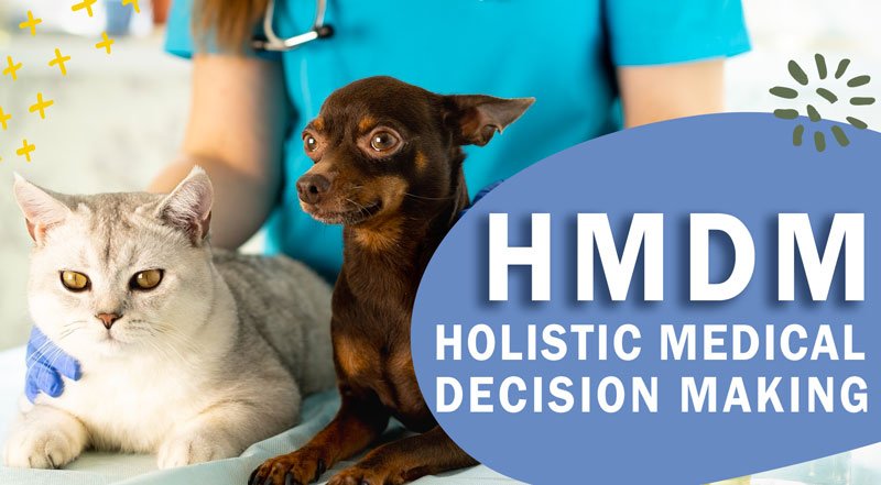 holistic medical decision making, HMDM, holistic actions, Dr. Jeff Feiman