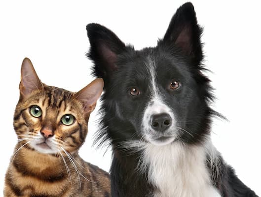 Home-cat-dog