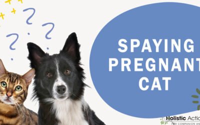 Can You Spay a Pregnant Cat?
