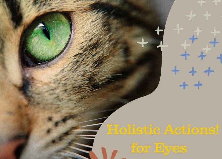 Feline Conjunctivitis