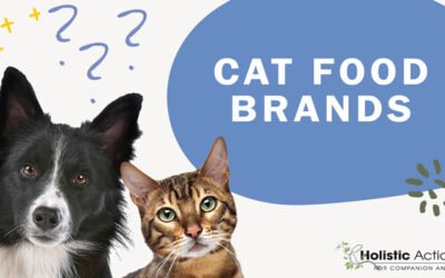 What Cat Food Brands Would You Recommend?