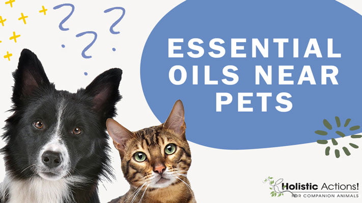 essential oils, holistic pet care
