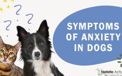 What Are The Symptoms Of Anxiety In Dogs?