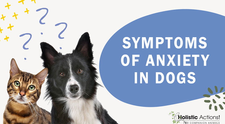What Are The Symptoms Of Anxiety In Dogs?