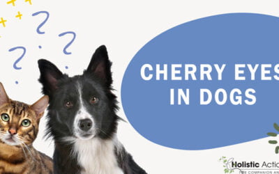 How To Treat Cherry Eyes In Dogs