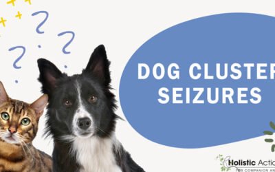 What Should I Do if My Dog Has Cluster Seizures?