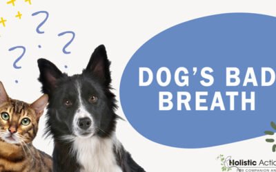 How Do I Cure My Dog’s Bad Breath?