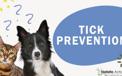 What Is The Best Way to Prevent Ticks?