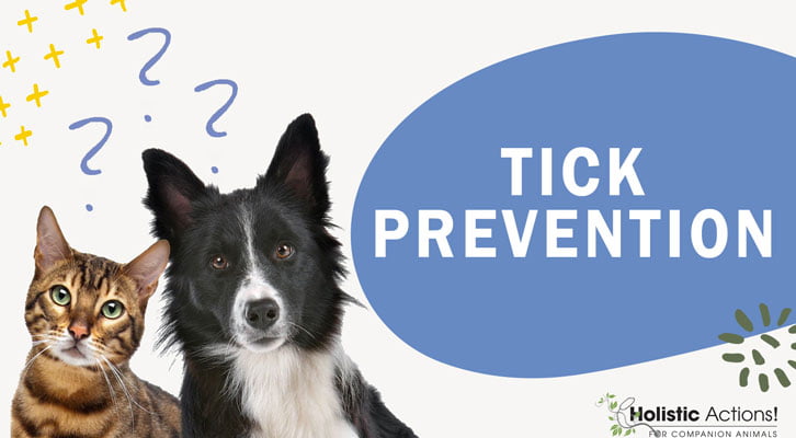 What Is The Best Way to Prevent Ticks?
