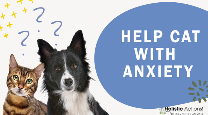 What Natural Methods Can I Use to Help My Cat’s Anxiety?
