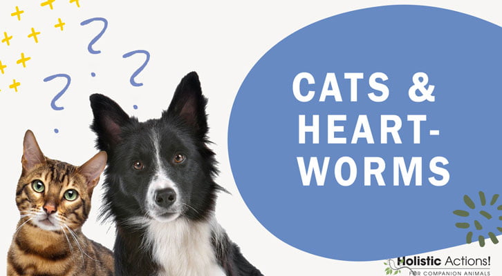 How Do Cats Get Heartworms?