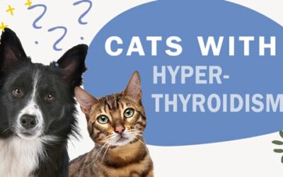 What are the Common Symptoms of Hyperthyroidism in Cats?