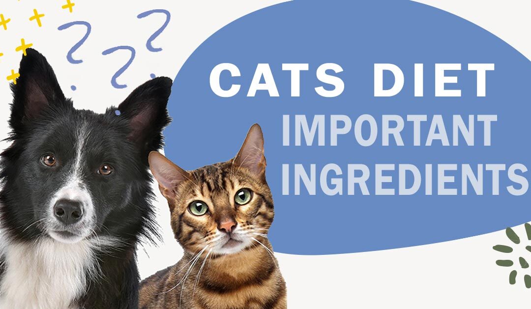 What Ingredients Are Important to Incorporate into My Cat’s Diet?