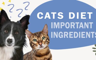 What Ingredients Are Important to Incorporate into My Cat’s Diet?