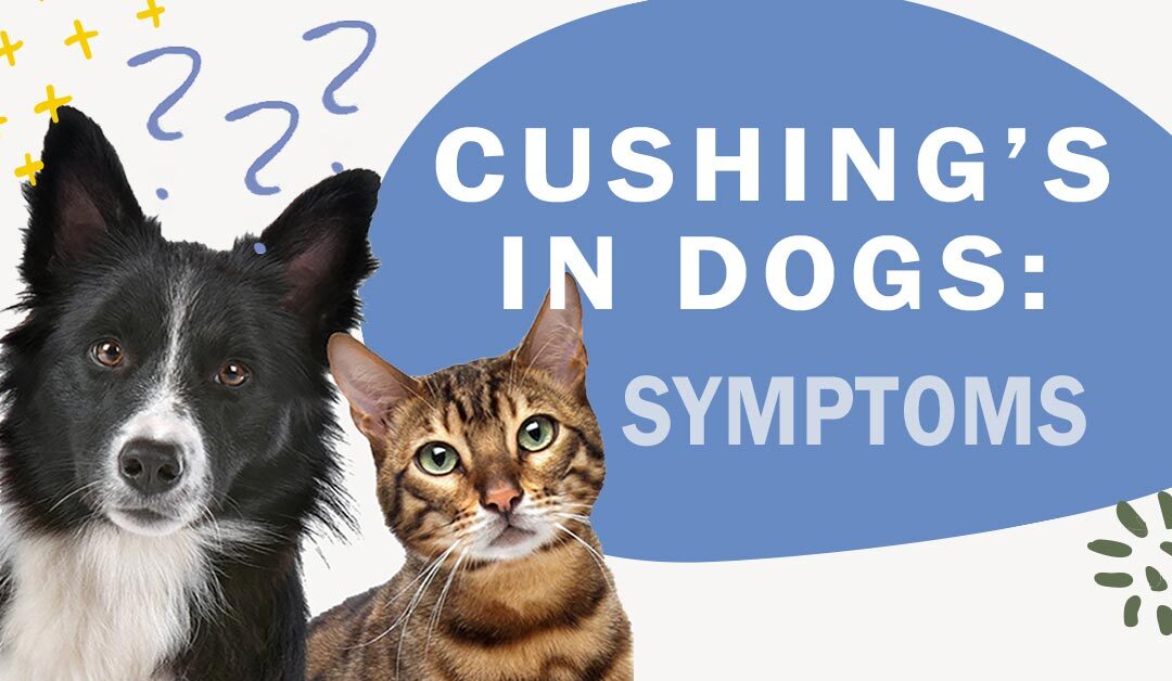What are the Symptoms of Cushing’s Disease?